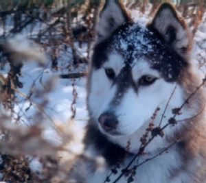 Lakota