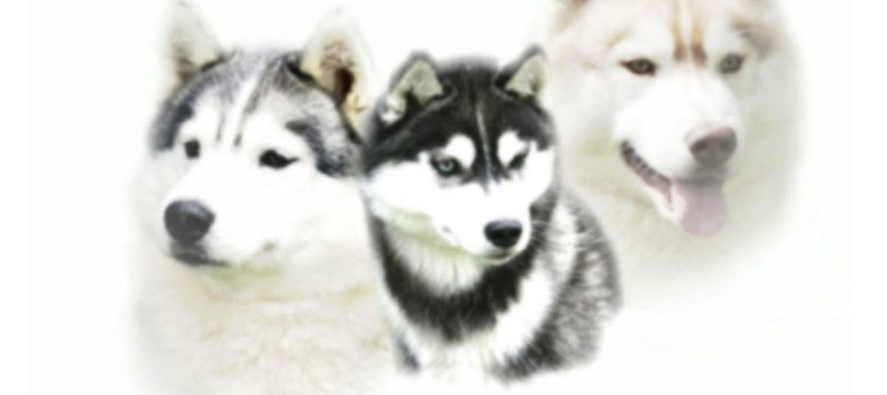Social-Featured-Image Jalerran Siberian Husky Pups