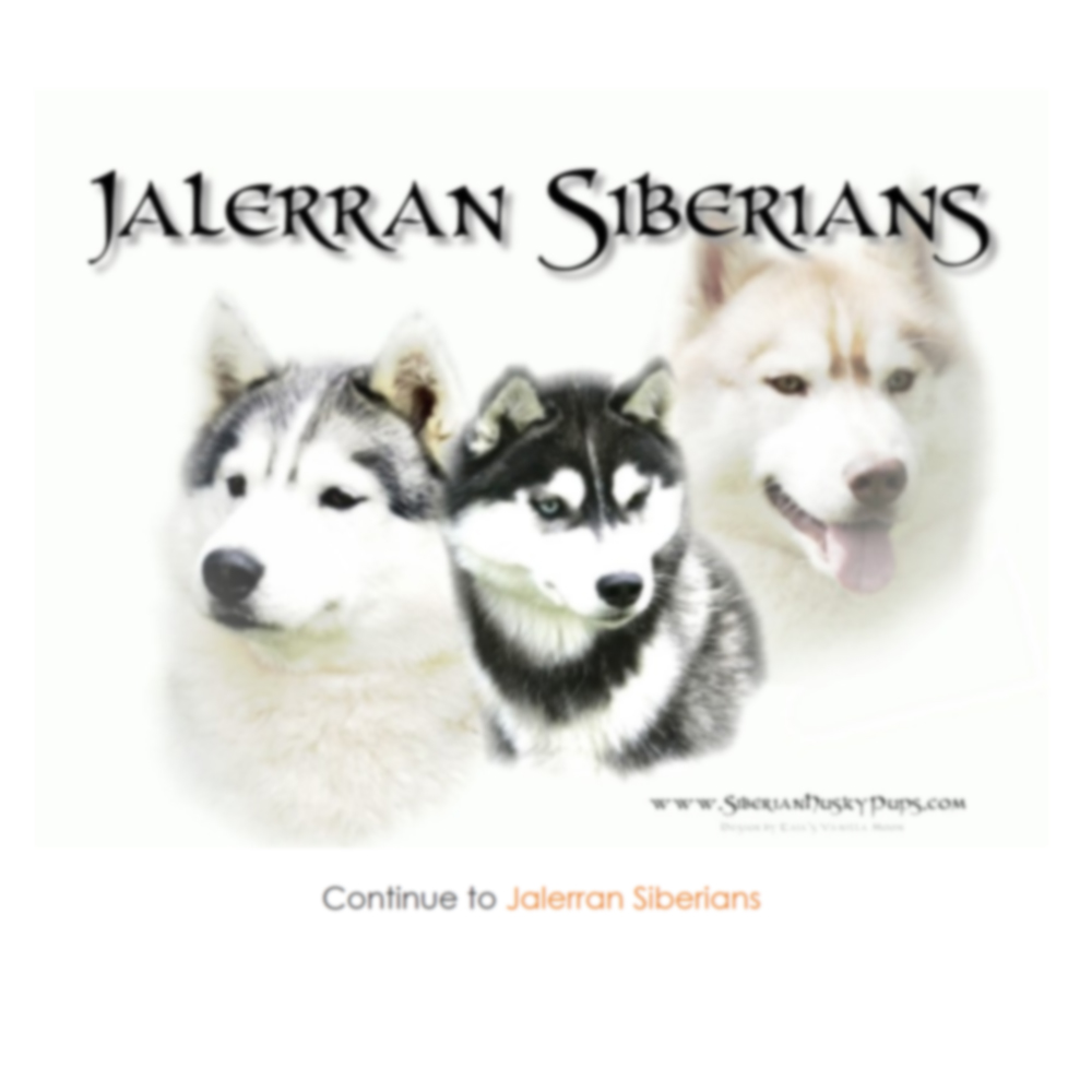 Jalerran Siberian Husky Puppies