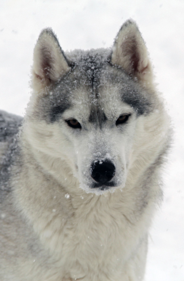 Trinity - Jalerran's Revolution - Jalerran Siberian Husky Puppies