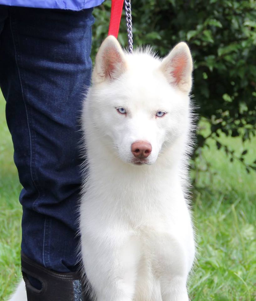 white and gold husky