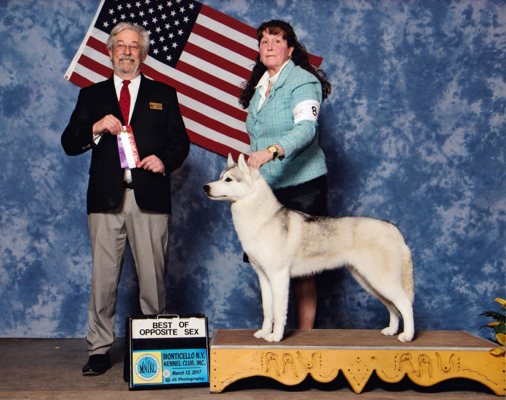 skip+bow+monitcello Jalerran Siberian Husky Puppies